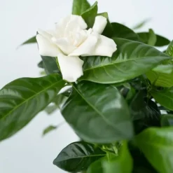 Kapjasmin - Set om 4 - Gardenia jasminoides - Höjd 20-30cm - ⌀13cm