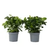 Kapjasmin - Set om 2 - Gardenia jasminoides - Höjd 20-30cm - ⌀13cm