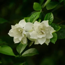 Kapjasmin - Set om 2 - Gardenia jasminoides - Höjd 20-30cm - ⌀13cm