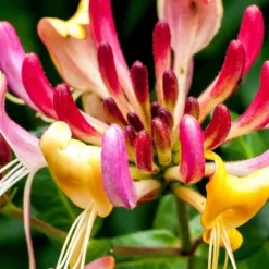 Sale Kaprifol - Lonicera x Heckrotti 'American Beauty' - Höjd 110-120cm - ⌀17cm Krukväxter Inomhus