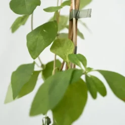 Sale Kaprifol - Lonicera x Heckrotti 'American Beauty' - Höjd 110-120cm - ⌀17cm Krukväxter Inomhus