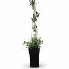 Kaprifol 'Serotina' - Lonicera periclymenum, Ø15 cm, Höjd ca 65 cm