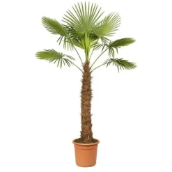 Kinesisk hampapalme Trachycarpus fortunei 40cm kruka 180-200cm hög Trädgårdsväxter