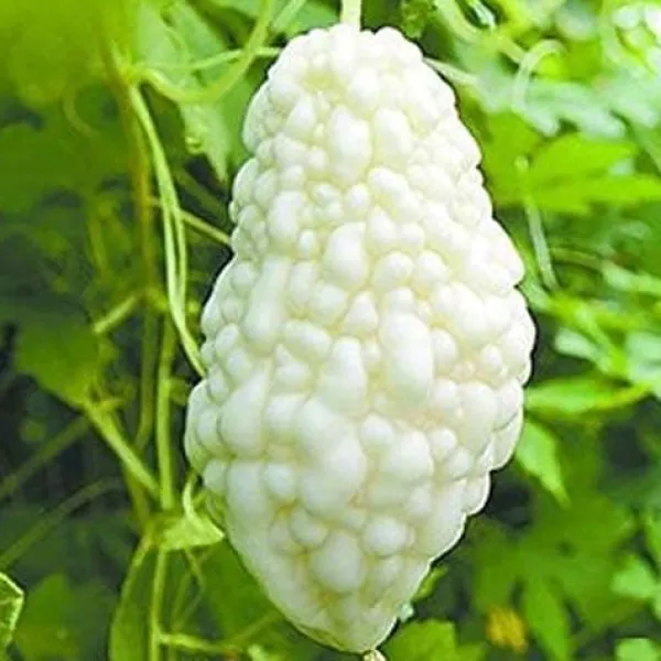Discount Kinesiska bittermelon vita pärlfrön för hemträdgård 10+ st Fröer & Lökar