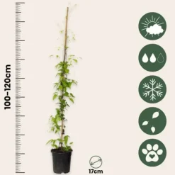 Clearance Klematis - 2 st - Clematis 'Hagley Hybrid' - Höjd 100-120cm - ⌀17cm Trädgårdsväxter