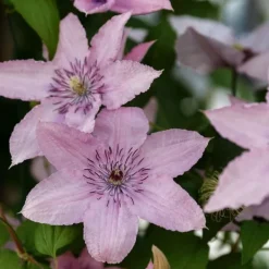 Clearance Klematis - 2 st - Clematis 'Hagley Hybrid' - Höjd 100-120cm - ⌀17cm Trädgårdsväxter