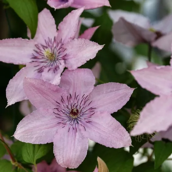 Clearance Klematis - 2 st - Clematis 'Hagley Hybrid' - Höjd 100-120cm - ⌀17cm Trädgårdsväxter