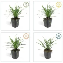 Outlet Klocklilja - Liljegräs - Liriope muscari 'Moneymaker' - 9 cm kruka - Set med 60 växter Trädgårdsväxter