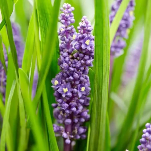 Outlet Klocklilja - Liljegräs - Liriope muscari 'Moneymaker' - 9 cm kruka - Set med 60 växter Trädgårdsväxter