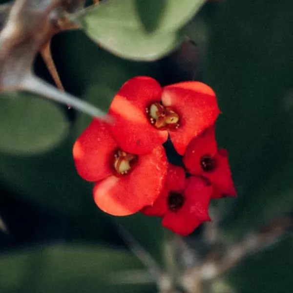 Kristi tornekrone - Euphorbia 'Milii' - Höjd 25-35cm - ⌀13cm