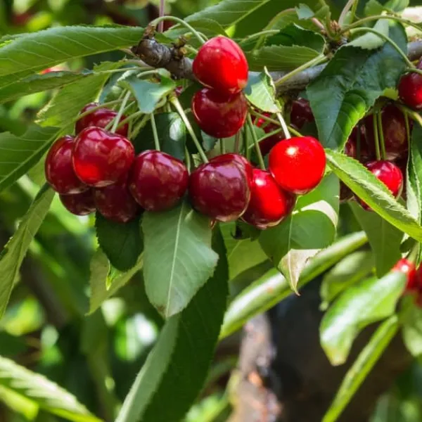 Körsbärsträd - Prunus avium 'Stella' - Sötkörsbär - Höjd 90-110cm - ⌀23cm