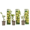 Krusbär - Set om 3 - Ribes uva- crispa - Höjd 25-40cm - ⌀9cm