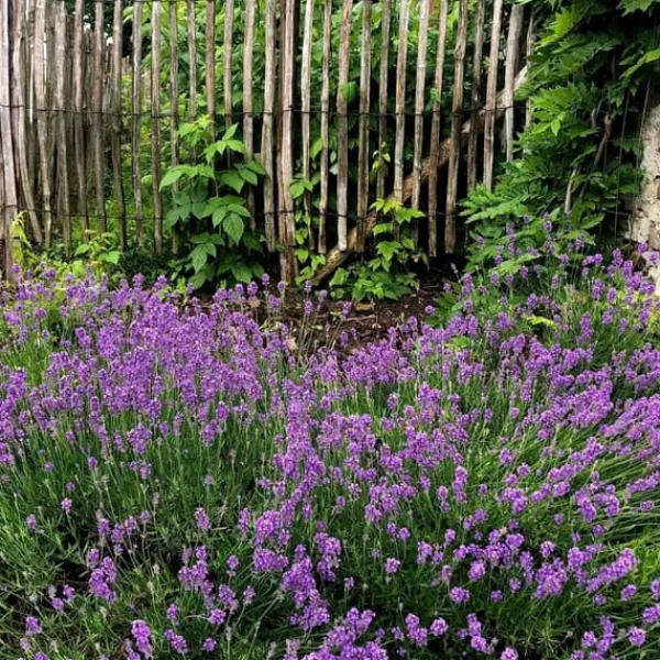 Lavendelträd - Set om 12 - Lavandula angustifolia - Höjd 10-15cm - ⌀10,5cm