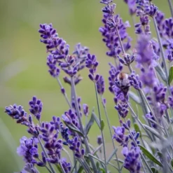 Lavendelträd - Set om 12 - Lavandula angustifolia - Höjd 10-15cm - ⌀10,5cm