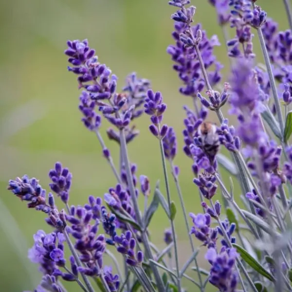 Lavendelträd - Set om 12 - Lavandula angustifolia - Höjd 10-15cm - ⌀10,5cm