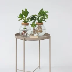 Clearance Liten Narrfikus i kom - Clusia rosea 'Princess' - Höjd 15-20cm - ⌀8cm Krukväxter Inomhus