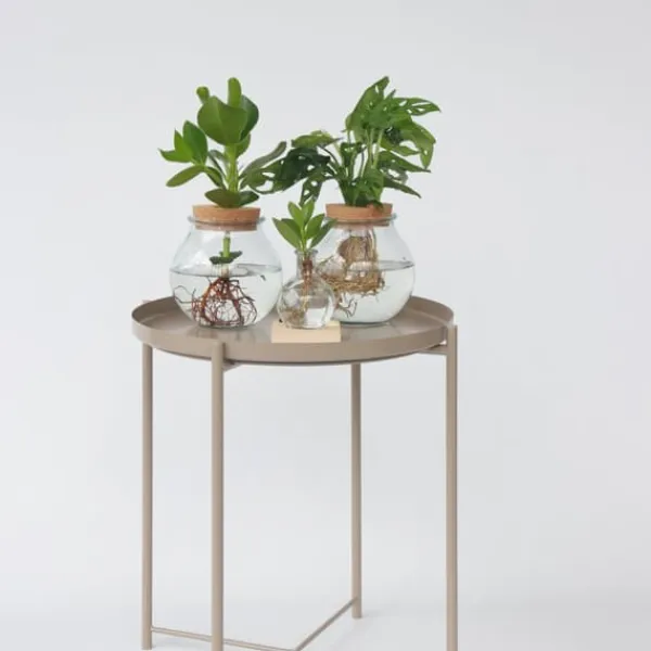 Clearance Liten Narrfikus i kom - Clusia rosea 'Princess' - Höjd 15-20cm - ⌀8cm Krukväxter Inomhus