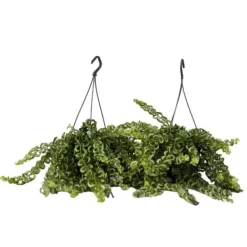 Sale Läppstiftblomma - Set om 2 - Aeschynanthus pulcher - Höjd 20-30cm - ⌀15cm Krukväxter Inomhus
