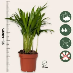 Discount Luftrenande mix - Set om 5 - Krukväxter - Höjd 25-40cm - ⌀12cm Krukväxter Inomhus