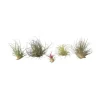 Luftväxt - Set om 6 - Tillandsia - Höjd 5-15cm - ⌀5cm