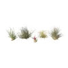 Luftväxt - Set om 5 - Tillandsia - Höjd 5-15cm - ⌀5cm