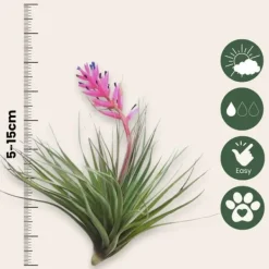 Luftväxt - Set om 5 - Tillandsia - Höjd 5-15cm - ⌀5cm