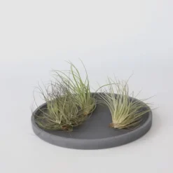 Luftväxt - Set om 5 - Tillandsia - Höjd 5-15cm - ⌀5cm
