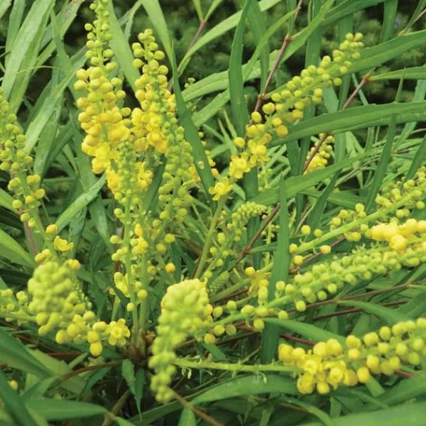 Online MAHONIA JAPONICA SOFT CARESS VASO 17CM städsegröna Buskar