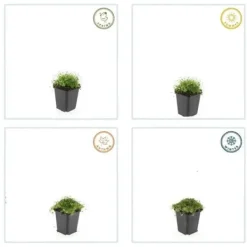 Marktäcka - Sten - Stjärnmoss - Sagina subulata - 9 cm kruka - Set av 20 växter