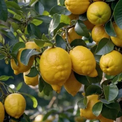 Medelhavsväxtblandning - Set om 8 - Citrus, ficus, olea - Höjd 25-40cm - ⌀9cm