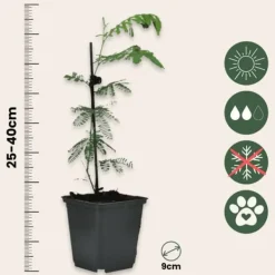 Mimosaträd - Set om 6 - Mimosa dealbata - Höjd 25-40cm - ⌀9cm