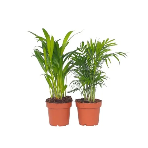 Online Mini inomhus palmen - Set om 2 - Dypsis, Chamaedorea - Höjd 25-40cm - ⌀12cm Krukväxter Inomhus
