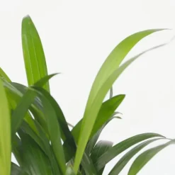 Online Mini inomhus palmen - Set om 2 - Dypsis, Chamaedorea - Höjd 25-40cm - ⌀12cm Krukväxter Inomhus