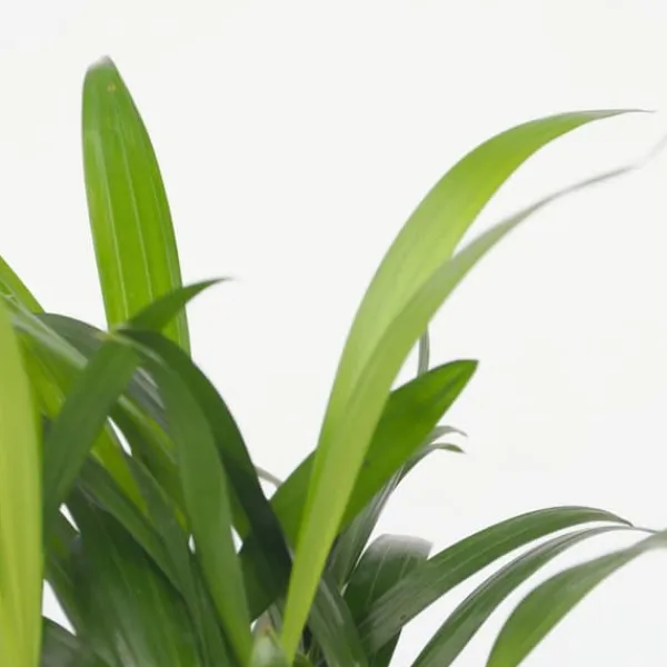 Online Mini inomhus palmen - Set om 2 - Dypsis, Chamaedorea - Höjd 25-40cm - ⌀12cm Krukväxter Inomhus