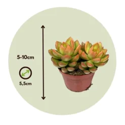 Mini suckulenter - Set om 12 - Succulent Mix - Höjd 5-10cm - ⌀5,5cm