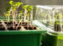 Discount Miniväxthus med två brickor på 27x20x11 cm för plantor Kit För Växt- & Örtplantering