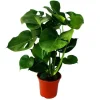 Monstera deliciosa - fönsterblad - kruka 21 cm - höjd ca 50-60 cm