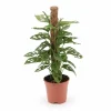 Monstera Växt i Kruka Ø17 cm, Höjd ca 60 cm