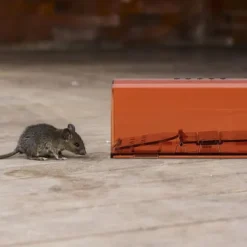Musfälla, 6,5x17x6 cm, Orange Skadedjursfällor