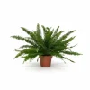 Nephrolepis Green Lady Ormbunke Ø17 cm ↕40 cm