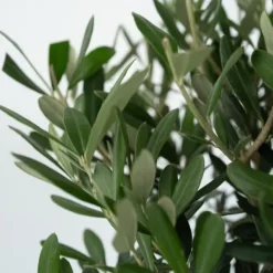Olivträd - Olea europaea - Höjd 80-90cm - ⌀19cm Träd