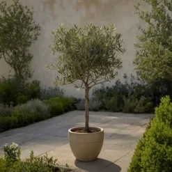 New Olivträd - Set om 2 - Olea europaea - Höjd 80-90cm - ⌀19cm Träd