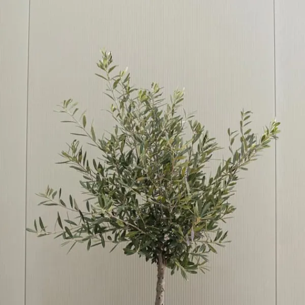 New Olivträd - Set om 2 - Olea europaea - Höjd 80-90cm - ⌀19cm Träd