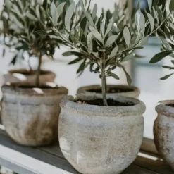 Olivträd - Set om 2 - Olea europaea - Höjd 50-60cm - ⌀14cm