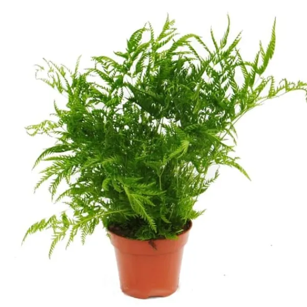 Ormbunksblandning, set om 3, 17cm