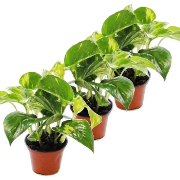 Pack med 3 Efeutute - Scindapsus - Epipremnum - kruka 12cm