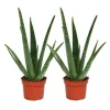 Pack om 2 - Aloe vera - ca. 2 år - 10,5 cm kruka