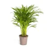 Palmträd med gyllene frukter - Dypsis lutescens - Areca - Enskild växt - höjd ca 80-100cm - kruka 19cm
