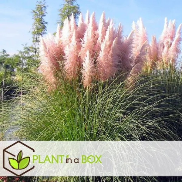 Pampasgräs - Set om 6 - Cortaderia selloana - Höjd 25-40cm - ⌀9cm
