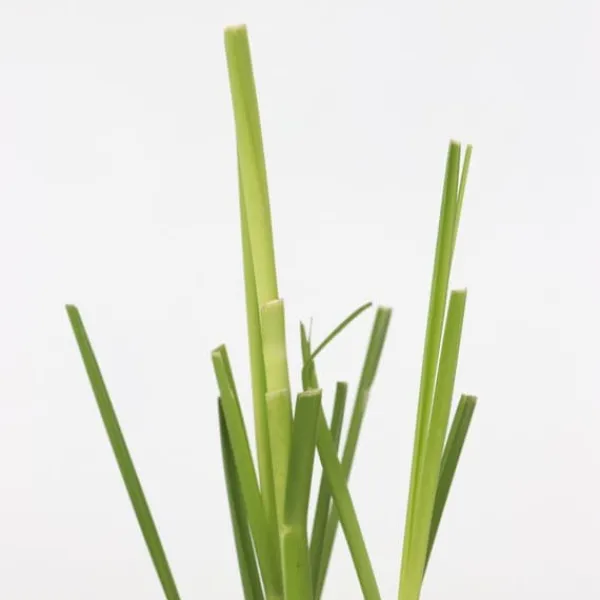 Pampasgräs - Set om 6 - Cortaderia selloana - Höjd 25-40cm - ⌀9cm
